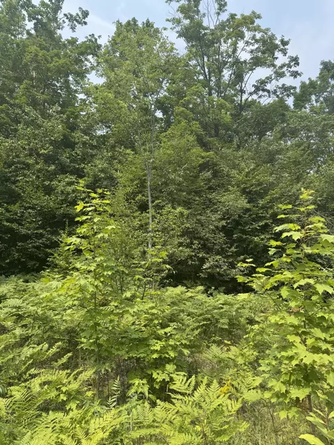 1 75 Ac Vl Bradford Dr, Frederic, MI 49733 photo 6
