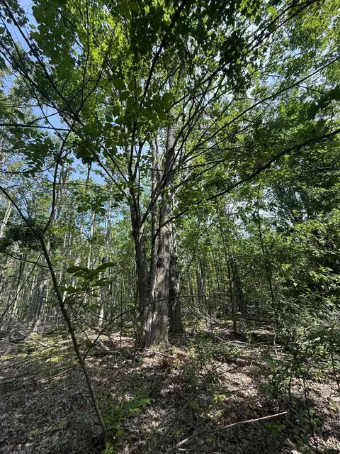 Nhn Farrier Road, Hillman, MI 49746