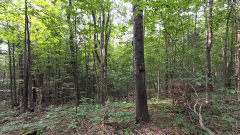 14050 Trowbridge Rd, Wolverine, MI 49799 photo 6