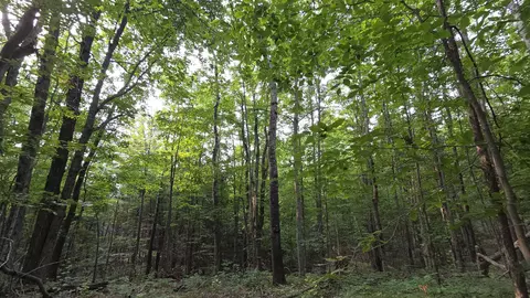 14050 Trowbridge Rd, Wolverine, MI 49799 photo 4