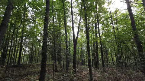 14050 Trowbridge Rd, Wolverine, MI 49799 photo 3