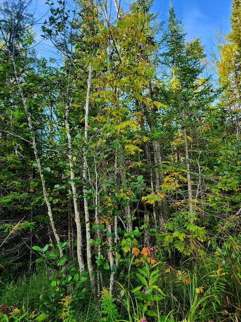 V/L 80AC State Road #80 ACRES, Kalkaska, MI 49646