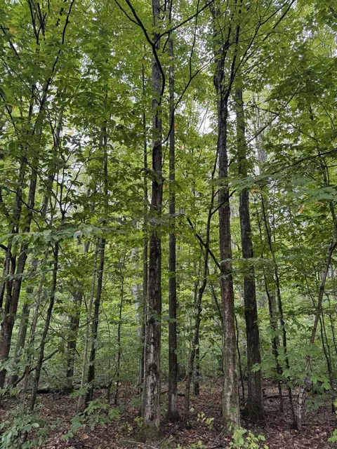 V/L 6.72A Weaver Road #6.72 ACRES, Grayling, MI 49738
