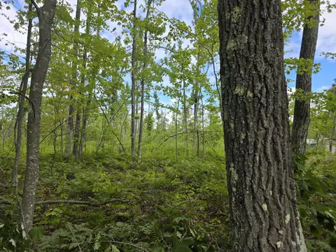 Parcel C E Ritchie Road #16.37 ACRES, Lincoln, MI 48742