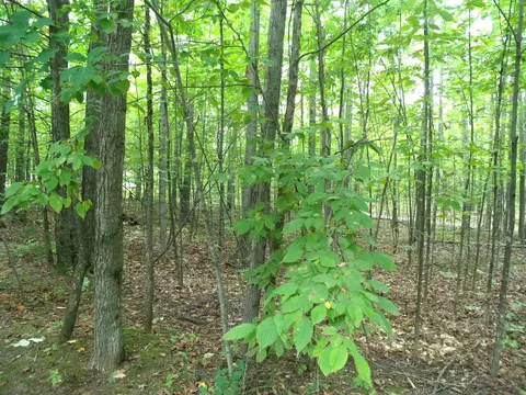 Other - 7473 Brudy Ln, Wolverine, MI 49799 photo 18 of 23