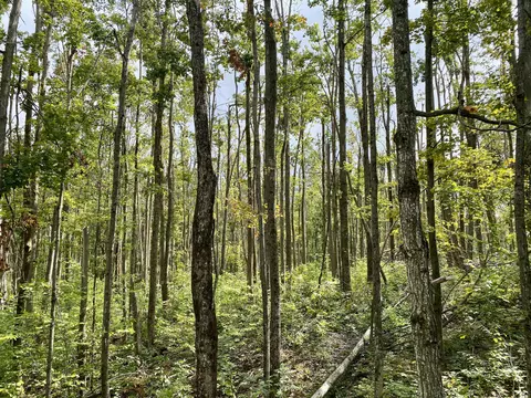 11283 White Ash Trl #10 ACRES, Vanderbilt, MI 49795