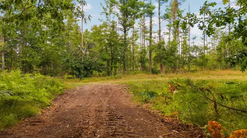 Parcel B Nuenfelt Road #39 ACRES, Johannesburg, MI 49751