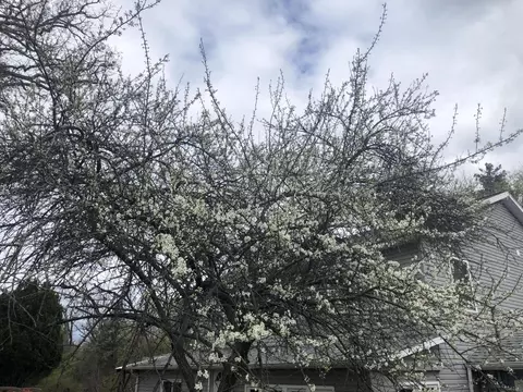 2015 Forest Rd, Lansing, MI 48910 photo 38