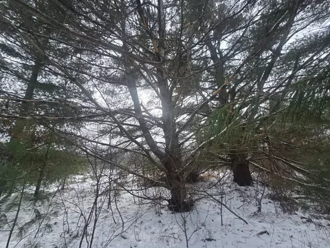 1111 E Vandercook, Mikado, MI 48745 photo 32