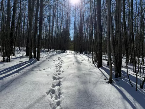 V/L 19.92A King Road #19.92 ACRES, Black River, MI 48721