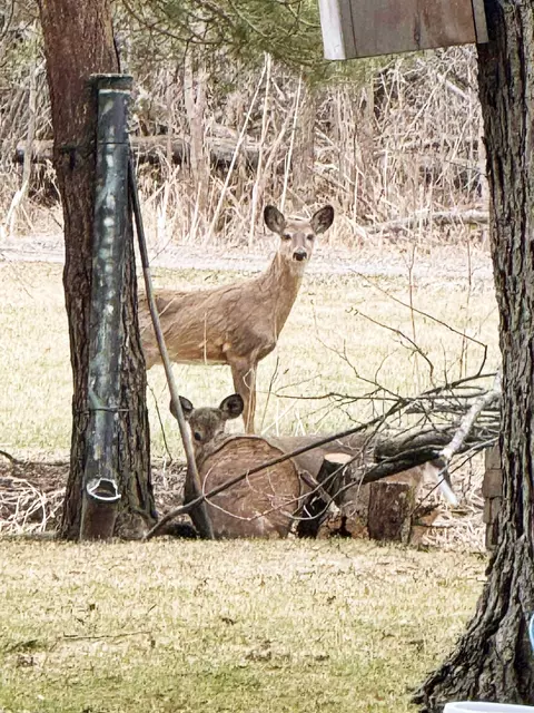 Other - 5423 N Cedar River Rd, Gladwin, MI 48624 photo 9 of 9