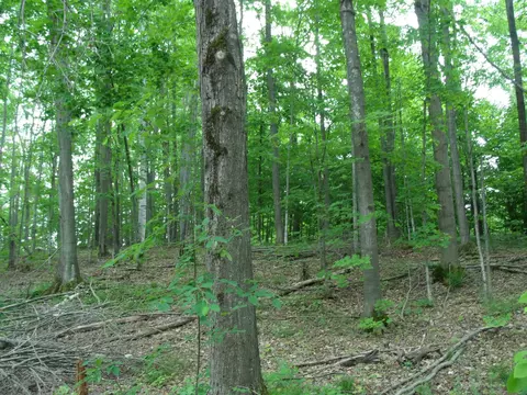 Other - 4355 W Burrows Rd, Wolverine, MI 49799 photo 5 of 8