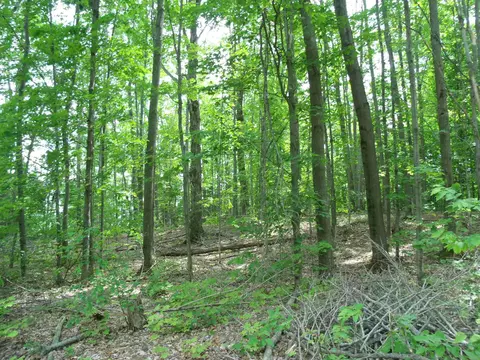 Other - 4355 W Burrows Rd, Wolverine, MI 49799 photo 6 of 8