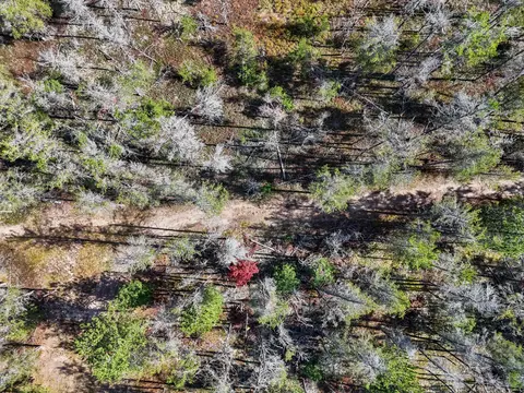 View/Area - 390 Ember Trl, Grayling, MI 49738 photo 2 of 5