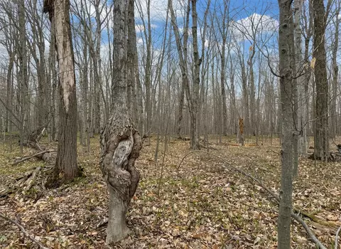 1 7 Ac Latocha Rd #1.7 ACRE, Pellston, MI 49769