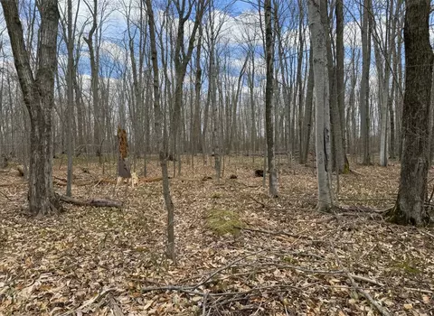 7 5 Ac Latocha Rd #7.5, Pellston, MI 49769 photo 5
