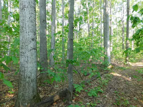Other - 11809 Bear Track Trl, Frederic, MI 49733 photo 12 of 14