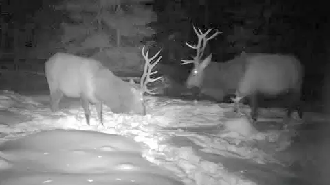 Other - 3036 Wurm Rd, Wolverine, MI 49799 photo 9 of 10
