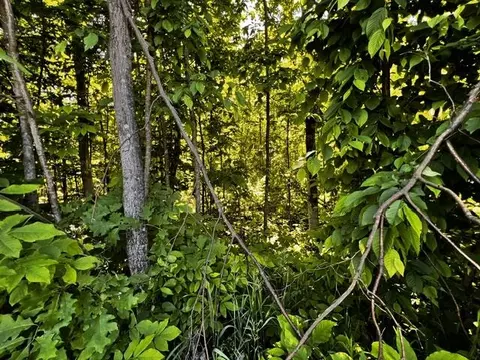 10 4 Ac Brudy Rd #10.4 ACRES, Wolverine, MI 49799 photo 5