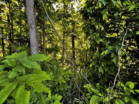 10 4 Ac Brudy Rd #10.4 ACRES, Wolverine, MI 49799 photo 6