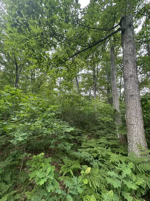 Skyline Road, Grayling, MI 49738 photo 4