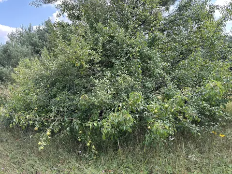 1637 Mcgregor Rd, Vanderbilt, MI 49795 photo 27