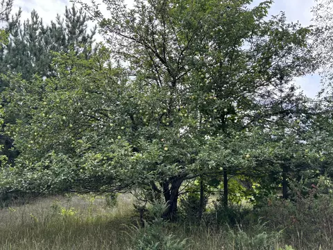 1637 Mcgregor Rd, Vanderbilt, MI 49795 photo 8