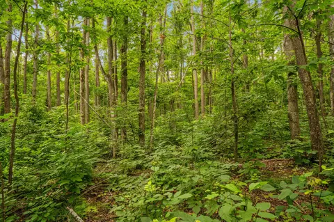 dunham road, Vanderbilt, MI 49795 photo 22