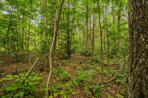 dunham road, Vanderbilt, MI 49795 photo 5