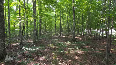 2139 Myrtle Ln, Vanderbilt, MI 49795 photo 5
