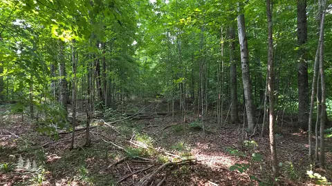 2139 Myrtle Ln, Vanderbilt, MI 49795 photo 6