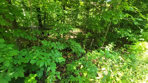 lot223 Beechnut Ln, Wolverine, MI 49799 photo 5