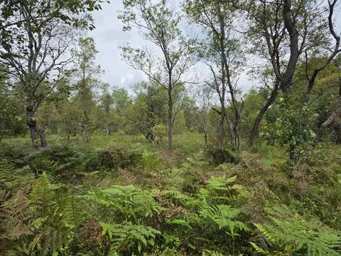 williams trail, Grayling, MI 49738 photo 13