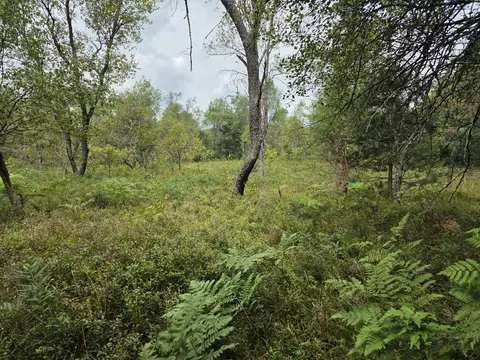 williams trail, Grayling, MI 49738 photo 17