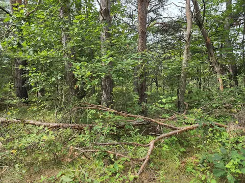 williams trail, Grayling, MI 49738 photo 5