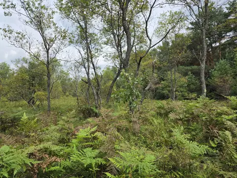 williams trail, Grayling, MI 49738 photo 14