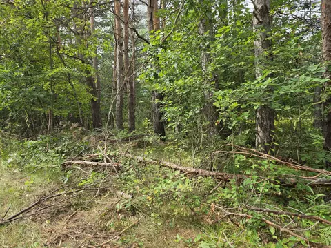 williams trail, Grayling, MI 49738 photo 6