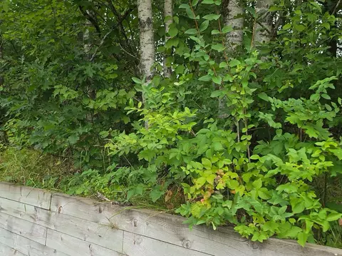 williams trail, Grayling, MI 49738 photo 29