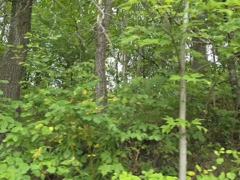 williams trail, Grayling, MI 49738 photo 22