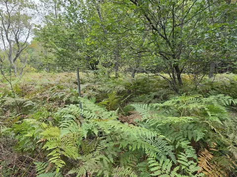 williams trail, Grayling, MI 49738 photo 12