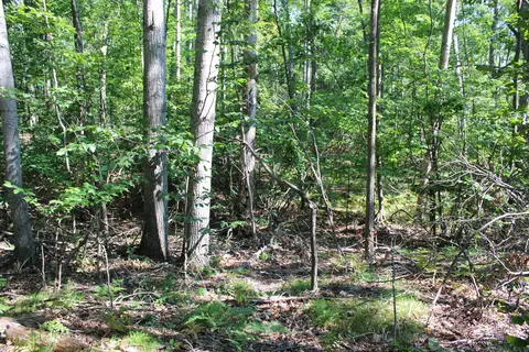 11228 Fascination Dr, Frederic, MI 49733 photo 15