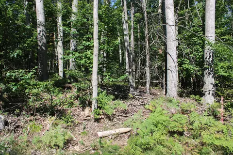 11228 Fascination Dr, Frederic, MI 49733 photo 19