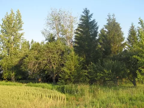 6519 Hopp Rd, Hawks, MI 49743 photo 2