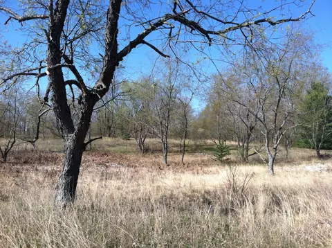 3475 Webb Rd, Wolverine, MI 49799 photo 10