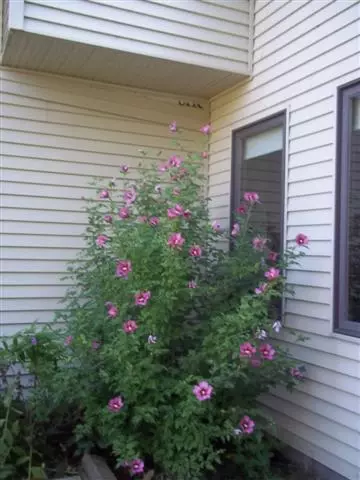 5019 M-33, Cheboygan, MI 49721 photo 20