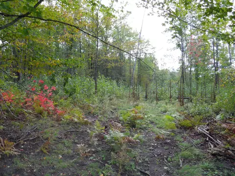 13100 Congdon Rd, Wolverine, MI 49799 photo 33