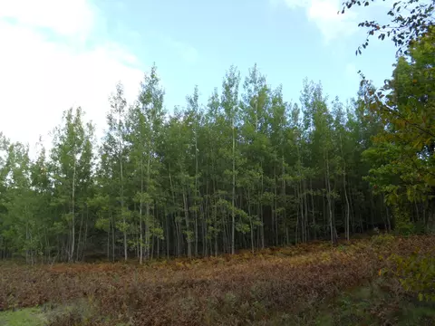 13100 Congdon Rd, Wolverine, MI 49799 photo 34