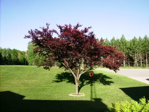 3944 Lance Lk Rd, Wolverine, MI 49799 photo 11