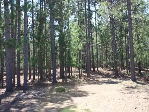 6474 Old Vanderbilt Rd, Vanderbilt, MI 49795 photo 16