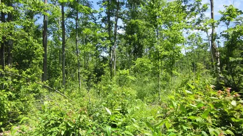 9378 Watson Rd, Wolverine, MI 49799 photo 7